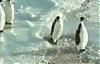 Cliquez sur l'image pour la voir en taille relle

Nom : penguins.gif
Affichages : 2795
Taille : 434,7 Ko
ID : 5